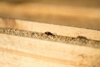 Holz | Insektenschutz | Mainleus | Kulmbach
